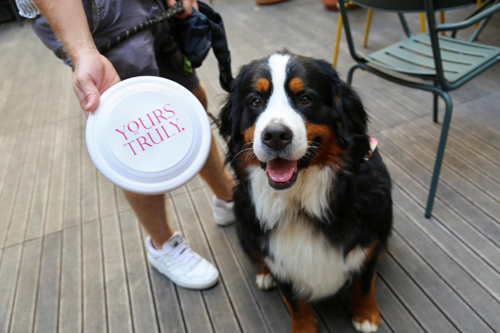 Vignette Collection Yours Truly Dc By Ihg واشنطن المظهر الخارجي الصورة Bernese Mountain Dog with a disc